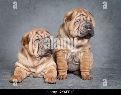 Zwei Shar-Pei-Welpen vor grauem Hintergrund Stockfoto