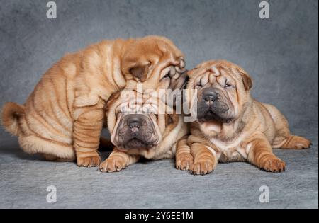 Ein Monat alte Shar-Pei-Welpen vor grauem Hintergrund Stockfoto