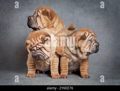 Ein Monat alte Sharpei-Welpen vor grauem Hintergrund Stockfoto