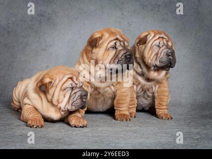 Ein Monat alte Sharpei-Welpen vor grauem Hintergrund Stockfoto