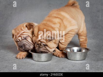 Ein Monat alte Sharpei-Welpen essen vor grauem Hintergrund zu Abend Stockfoto