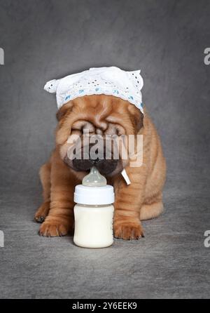 Der durstige, vier Wochen alte chinesische Sharpei-Hundewelpe trinkt Milch Stockfoto