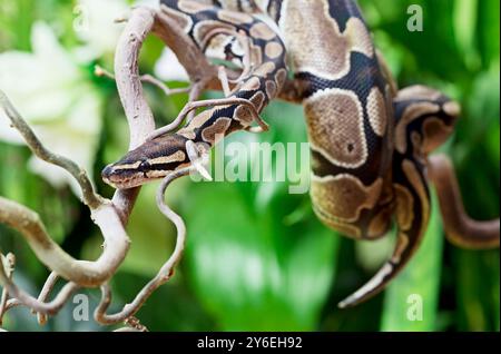 Royal Python kriecht auf einem hölzernen Zweig Stockfoto