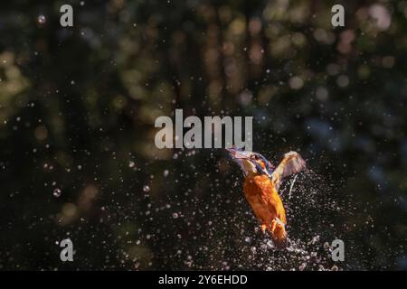 Gewöhnlicher Eisvogel, Alcedo athis, Angeln auf einem alten Landsee. Stockfoto