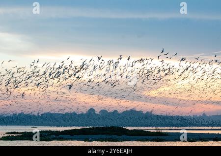 Eine gemischte Herde von WEISSGEFLÜGELTEN TERN ( Chlidonias leucopterus) (WEISSGEFLÜGELTE schwarze Tern) PM am Lutembe Bay Lake Victoria in Uganda. Stockfoto