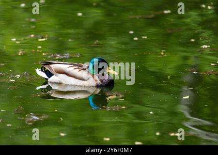 Enten schlafen, putzen ihre Federn, essen Algen. Enten spiegeln sich wunderbar im Wasser. Eine Familie von Enten, Gänsen schwimmt in einem Wasserkanal, Fluss, See Stockfoto