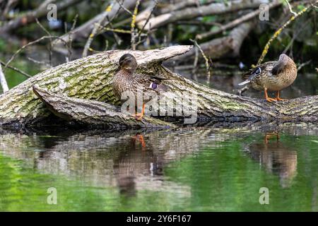 Enten schlafen, putzen ihre Federn, essen Algen. Enten spiegeln sich wunderbar im Wasser. Eine Familie von Enten, Gänsen schwimmt in einem Wasserkanal, Fluss, See Stockfoto