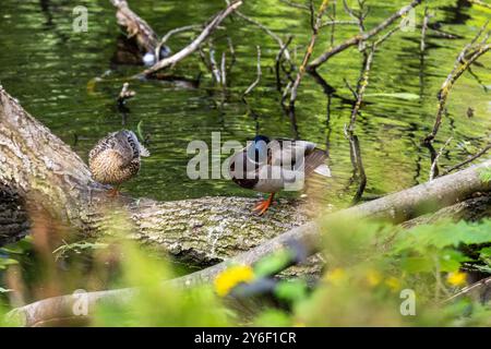 Enten schlafen, putzen ihre Federn, essen Algen. Enten spiegeln sich wunderbar im Wasser. Eine Familie von Enten, Gänsen schwimmt in einem Wasserkanal, Fluss, See Stockfoto