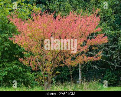 samaras, geflügelte Samen, die an den Ästen des kleinen Laubahorn Acer macranthum hängen Stockfoto