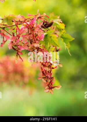 Rote geflügelte Samen, samaras, hängen an den Ästen des kleinen Laubahorns Acer macranthum Stockfoto