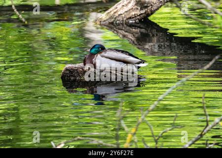 Enten schlafen, putzen ihre Federn, essen Algen. Enten spiegeln sich wunderbar im Wasser. Eine Familie von Enten, Gänsen schwimmt in einem Wasserkanal, Fluss, See Stockfoto