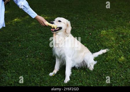 Besitzer gibt Spielzeug für den niedlichen Golden Retriever Hund draußen, Nahaufnahme Stockfoto