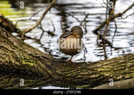 Enten schlafen, putzen ihre Federn, essen Algen. Enten spiegeln sich wunderbar im Wasser. Eine Familie von Enten, Gänsen schwimmt in einem Wasserkanal, Fluss, See Stockfoto