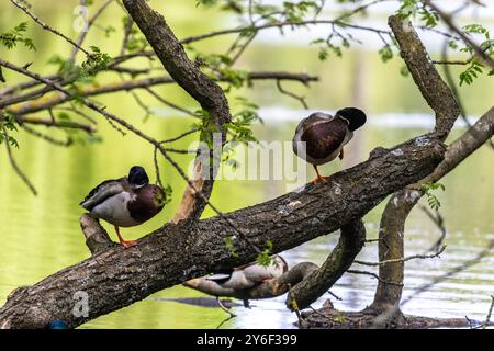 Enten schlafen, putzen ihre Federn, essen Algen. Enten spiegeln sich wunderbar im Wasser. Eine Familie von Enten, Gänsen schwimmt in einem Wasserkanal, Fluss, See Stockfoto