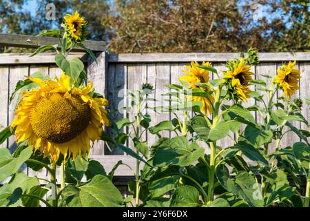 Große Sonnenblumen, Helianthus annuus, wachsen in einem Norfolk Blumengarten. Stockfoto