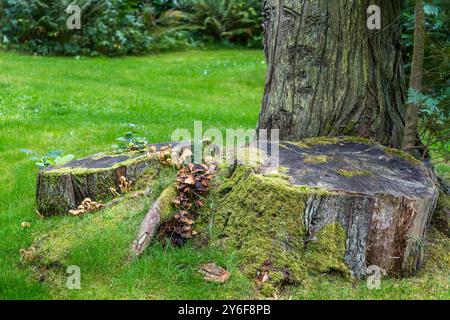 Ein moosbewachsener Baumstumpf mit Büscheln von kleinen Pilzen, die darauf wachsen, liegt auf einem Rasen im Waldgebiet der Norrviken-Gärten. Kattviksvägen, Båstads kommun, Skåne, Schweden. Stockfoto