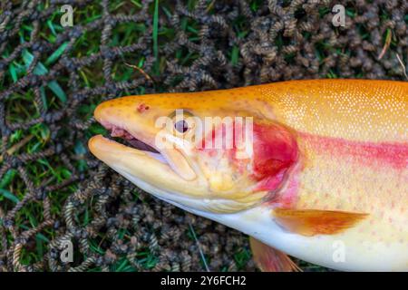 Nahaufnahme einer frisch gefangenen großen goldenen Forelle liegt in einem Netz auf dem nassen Gras Stockfoto