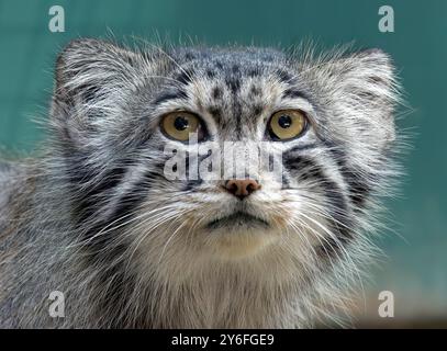 Pallas Katze, Manul, Pallaskatze, Chat de Pallas, Otocolobus manul, pusztai macska Stockfoto