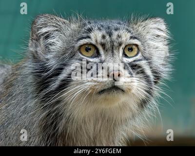 Pallas Katze, Manul, Pallaskatze, Chat de Pallas, Otocolobus manul, pusztai macska Stockfoto