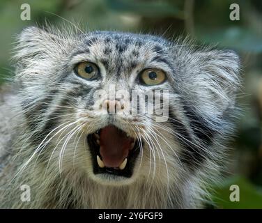 Pallas Katze, Manul, Pallaskatze, Chat de Pallas, Otocolobus manul, pusztai macska Stockfoto