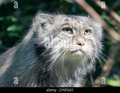 Pallas Katze, Manul, Pallaskatze, Chat de Pallas, Otocolobus manul, pusztai macska Stockfoto