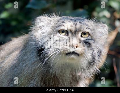 Pallas Katze, Manul, Pallaskatze, Chat de Pallas, Otocolobus manul, pusztai macska Stockfoto