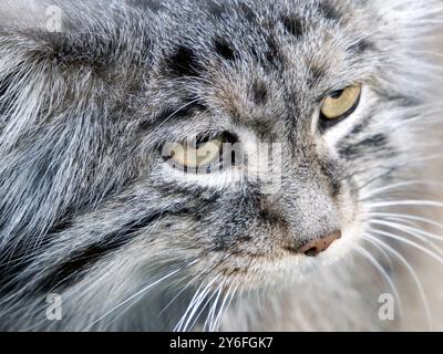 Pallas Katze, Manul, Pallaskatze, Chat de Pallas, Otocolobus manul, pusztai macska Stockfoto