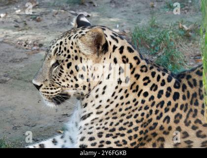 Persischer Leopard, Anatolischer Leopard, Kaukasischer Leopard, Persischer Leopard, Panthère de Perse, Panthera pardus ciscaucasica, perzsa leopárd Stockfoto