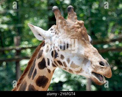 Rothschilds Giraffe, Girafe de Rothschild, Giraffa camelopardalis rothschildi, Rothschild-zsiráf Stockfoto