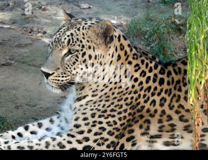 Persischer Leopard, Anatolischer Leopard, Kaukasischer Leopard, Persischer Leopard, Panthère de Perse, Panthera pardus ciscaucasica, perzsa leopárd Stockfoto
