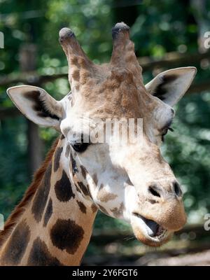 Rothschilds Giraffe, Girafe de Rothschild, Giraffa camelopardalis rothschildi, Rothschild-zsiráf Stockfoto