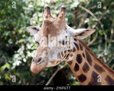 Rothschilds Giraffe, Girafe de Rothschild, Giraffa camelopardalis rothschildi, Rothschild-zsiráf Stockfoto