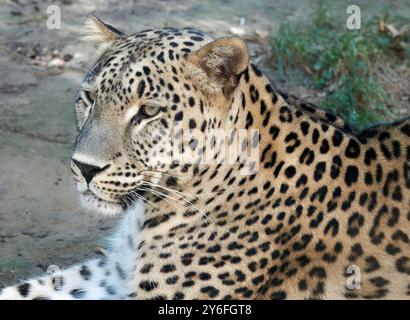Persischer Leopard, Anatolischer Leopard, Kaukasischer Leopard, Persischer Leopard, Panthère de Perse, Panthera pardus ciscaucasica, perzsa leopárd Stockfoto