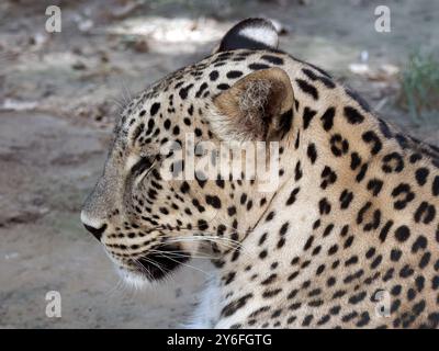Persischer Leopard, Anatolischer Leopard, Kaukasischer Leopard, Persischer Leopard, Panthère de Perse, Panthera pardus ciscaucasica, perzsa leopárd Stockfoto