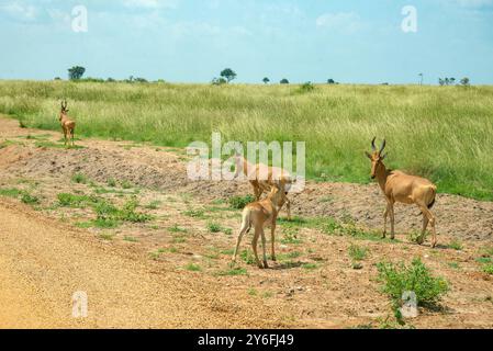 Jackson's Hartebeest im Murchison Falls National Park Uganda Stockfoto