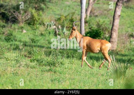 Jackson's Hartebeest im Murchison Falls National Park Uganda Stockfoto