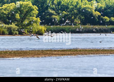 American White Pelicans und Möwen fliegen in der Nähe von Pelican Point im Cherry Creek State Park in Colorado durch die Landschaft. Stockfoto