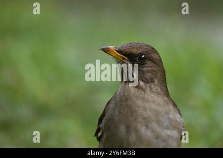 Ein Vogel steht mit dem Kopf nach oben auf dem Gras. Der Vogel ist braun und hat einen gelben Schnabel Stockfoto