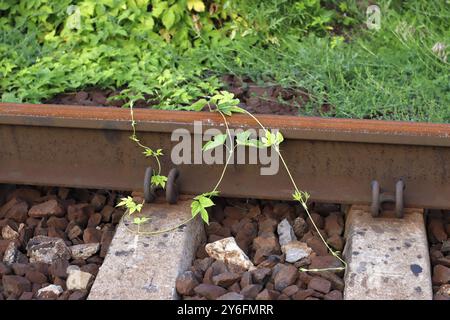 Eine verlassene Eisenbahn ist mit Gras bewachsen dargestellt. Stockfoto