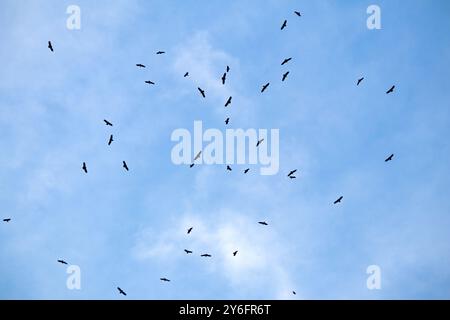 Raubvögel fliegen im Herbst über Istanbul. Eine Schar von Raubvögeln auf blauem Himmel Hintergrund. Ornithologie. Tier. Keine Menschen, niemand. Stockfoto