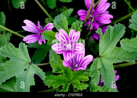 Violette Malve (Malva sylvestris) Blüte zwischen grünen Blättern. Blühen, blühen. Anlage. Draufsicht. Horizontales Foto. Keine Menschen, niemand. Stockfoto