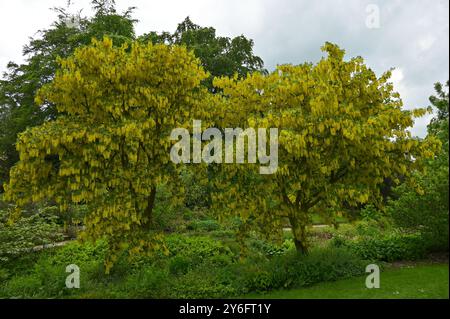 Lebhafte gelbe Frühlingsblüten auf Laburnum-Bäumen im voll blühenden britischen Garten Mai Stockfoto