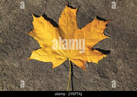 Goldene Herbstzeit in einem Stadtpark. Gelbes Ahornblatt liegt in Nahaufnahme auf der Betonoberfläche. Herbstmotiv mit einem von einem Baum gefallenen Blatt Stockfoto