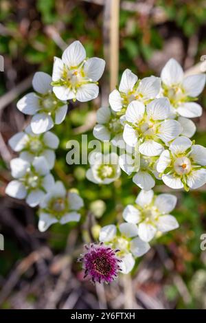 Nahaufnahme mehrerer getufteter Saxfrage oder getufteter Alpensaxifrage oder Saxifraga cespitosa, einer kleinen, weißen Blume und mattenbildenden Staude. Arviat Stockfoto