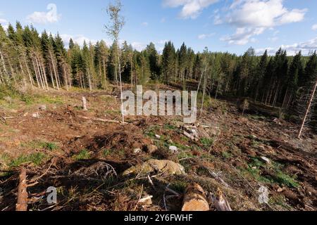 Holzrückstände, die nach dem Holzeinschlag meist aus dem freien Schnittbereich entfernt wurden. Der Boden ist bereit für das Pflanzen von Baumsetzlingen, Finnland Stockfoto