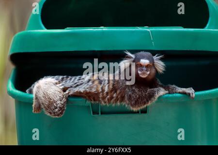 Rio De Janeiro, Brasilien. September 2024. Ein Murmeltier versucht, kühl zu bleiben, während er sich im Schatten eines Mülldeckels im Forte Duque de Caxias an einem heißen Frühlingstag in Rio de Janeiro entspannt. Die kleinen Primaten sind in Südamerika beheimatet und kommen zusammen mit Tamarinen im gesamten Atlantic Forest Environmental Protection Area vor. (Credit Image: © Bob Karp/ZUMA Press Wire) NUR REDAKTIONELLE VERWENDUNG! Nicht für kommerzielle ZWECKE! Stockfoto