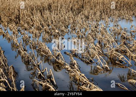 Das Maisfeld unter Wasser ist am 25. September 2024 in der Nähe von Nysa zu sehen, da große landwirtschaftliche Gebiete in Südpolen durch massive Überschwemmungen heimgesucht wurden. Mitteleuropa, einschließlich Polen, erlebte nach dem Sturm Boris eine weitverbreitete Überschwemmung. Europas intensive Regenfälle im September sind dank des Klimawandels doppelt so wahrscheinlich, so die World Weather Attribution (WWA)-Gruppe. Stockfoto