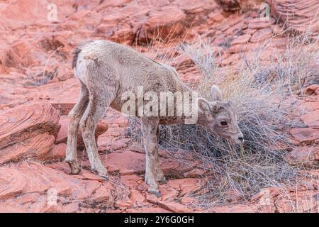 Baby, langgehörnte Schafe, die auf roten Felsen stehen und essen Stockfoto