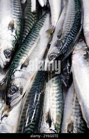 Caballas liegen frisch im Mercado de la Boquería und bieten lebendige Qualität in einer lebhaften Marktatmosphäre in Barcelona. Stockfoto