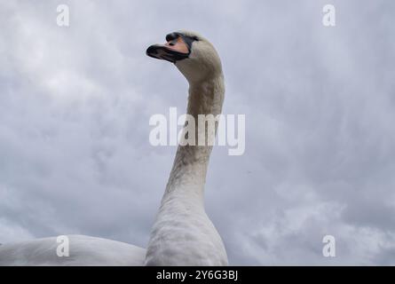 London, England, Großbritannien. September 2024. Ein stummer Schwan im St James's Park im Zentrum von London an einem bewölkten, regnerischen Tag. (Kreditbild: © Vuk Valcic/ZUMA Press Wire) NUR REDAKTIONELLE VERWENDUNG! Nicht für kommerzielle ZWECKE! Stockfoto